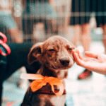 Nova lei pode facilitar adoção de animais no Brasil