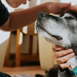 Pesquisa revela: ter um pet pode reduzir estresse e melhorar a saúde